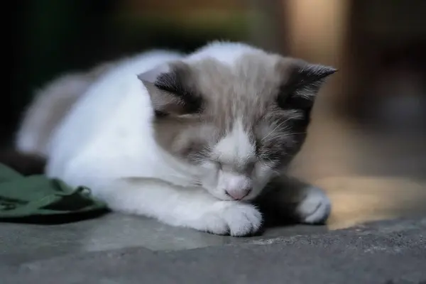 Cómoda Pose Gato Durmiendo Suelo — Foto de Stock