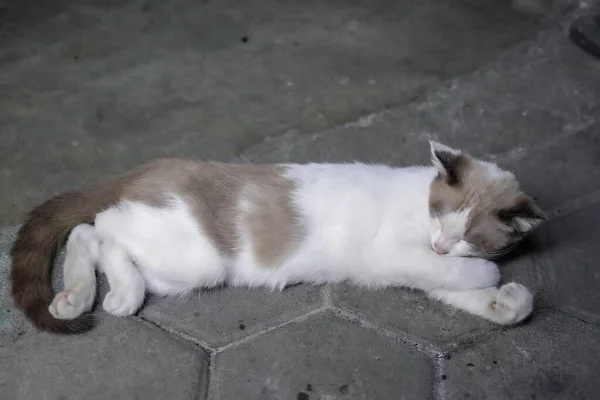 Kényelmes Macska Póz Alszik Padlón — Stock Fotó