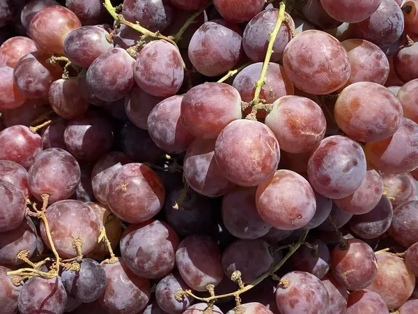 pile of ripe and fresh sweet purple grapes.