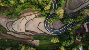 Ormanlar ve güzel yeşil pirinç tarlaları arasında asfalt yolu manzarası..