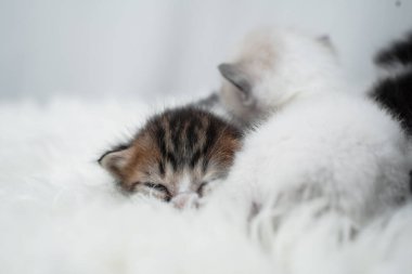 Beyaz bir ahşap halıda uyuyan sevimli kedi yavrusu. Uluslararası Kedi Günü konsepti.