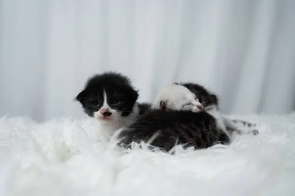 Beyaz bir ahşap halıda uyuyan sevimli kedi yavrusu. Uluslararası Kedi Günü konsepti.