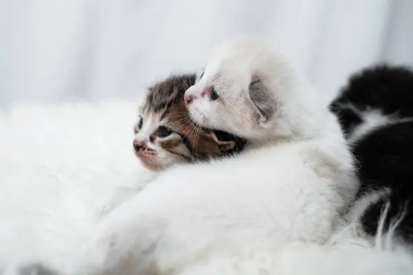 stock image Cute kitten sleeping, yawning and lazing on a white rasfur carpet. International cat day concept.