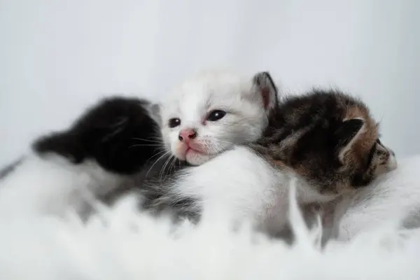 Beyaz bir ahşap halıda uyuyan sevimli kedi yavrusu. Uluslararası Kedi Günü konsepti.