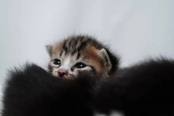 Beyaz bir ahşap halıda uyuyan sevimli kedi yavrusu. Uluslararası Kedi Günü konsepti.