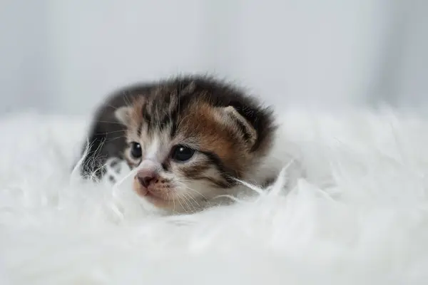 stock image Cute kitten sleeping, yawning and lazing on a white rasfur carpet. International cat day concept.