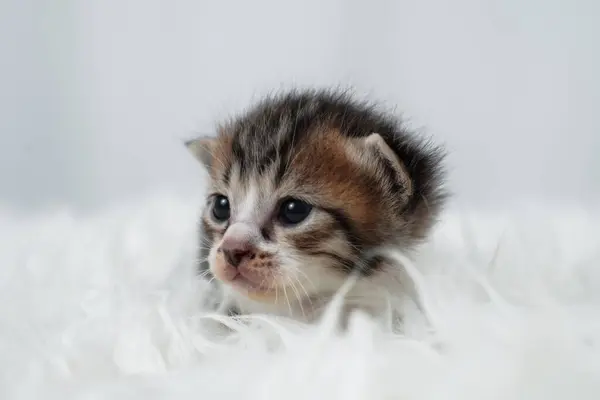 Beyaz bir ahşap halıda uyuyan sevimli kedi yavrusu. Uluslararası Kedi Günü konsepti.