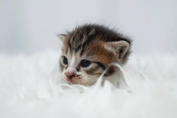 stock image Cute kitten sleeping, yawning and lazing on a white rasfur carpet. International cat day concept.