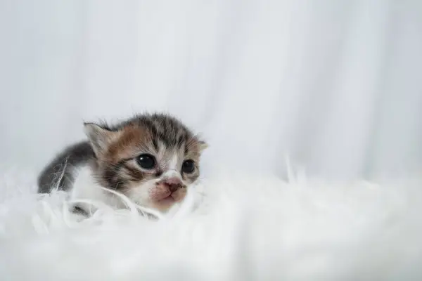 Beyaz bir ahşap halıda uyuyan sevimli kedi yavrusu. Uluslararası Kedi Günü konsepti.