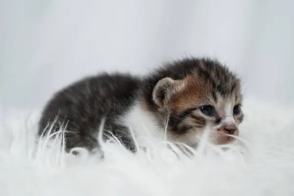 stock image Cute kitten sleeping, yawning and lazing on a white rasfur carpet. International cat day concept.