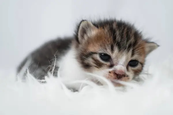 Beyaz bir ahşap halıda uyuyan sevimli kedi yavrusu. Uluslararası Kedi Günü konsepti.