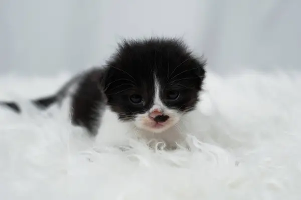 stock image Cute kitten sleeping, yawning and lazing on a white rasfur carpet. International cat day concept.