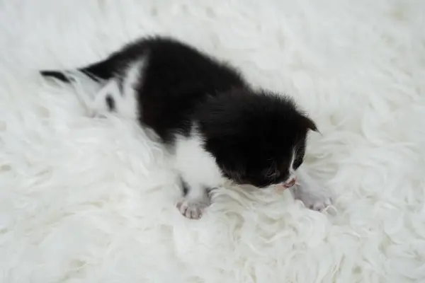 stock image Cute kitten sleeping, yawning and lazing on a white rasfur carpet. International cat day concept.