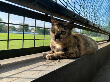 Futbol sahasının çitlerinin yanında rahatlamış bir kedi oturuyor..