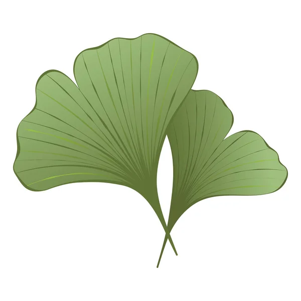 绿色银杏叶子在白色背景上被隔离 用于标识设计 纺织品的矢量插图 以生态与自然为主题的艺术 — 图库矢量图片