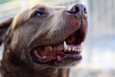 Kahverengi Labrador köpeğinin yakın portresi. Büyük köpek mutlu bir hayat sürüyor.. 