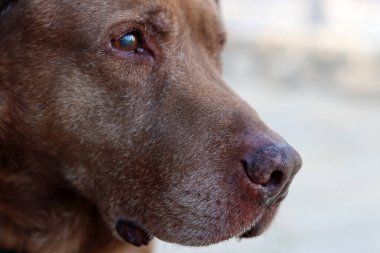 Kahverengi Labrador köpeğinin yakın portresi. Büyük köpek mutlu bir hayat sürüyor.. 