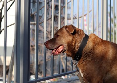 Kahverengi Labrador köpeği çitin öbür tarafına bakıyor. Ev güvenliği kavramı. 