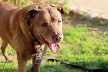 Yetişkin Labrador köpeği parkta ot yer. Büyük kahverengi köpek yürüyüşe çıkmış.. 