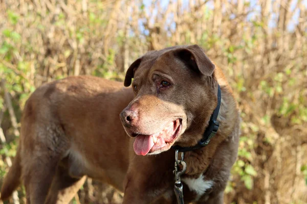 Yürüyüşe Çıkmış Sevimli Kahverengi Köpek Mutlu Kıdemli Köpek Portreyi Kapat — Stok fotoğraf