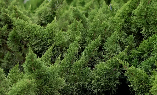 Zielony Krzak Zamyka Zdjęcie Naturalny Zielony Wzór Tła Tekstury — Zdjęcie stockowe