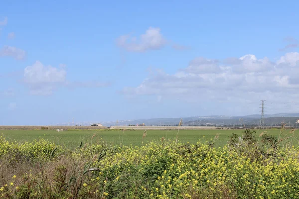 緑のフィールドは 青い曇りの空 静かな田舎の風景 イスラエルの風景 — ストック写真