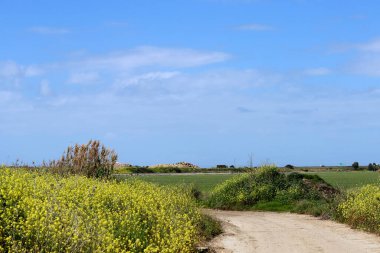 Sarı çiçeklerle dolu bir tarladaki patika. İsrail 'de bahar. 