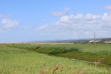 Yeşil alan, mavi bulutlu gökyüzü. Sakin kırsal bir yer. İsrail 'in manzaraları. 