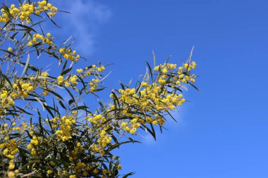Güzel kır çiçekleri fotoğrafı. İsrail 'de bahar mevsimi. 