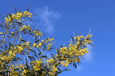 Sarı çiçekler açan ağaçlar, yakın plan fotoğraf. Arka planda mavi bir gökyüzü. Akasya çiçek dokusu. Bahar mevsimi. 