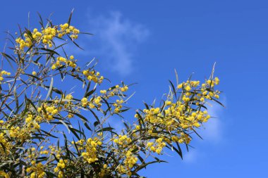 Sarı çiçekler açan ağaçlar, yakın plan fotoğraf. Arka planda mavi bir gökyüzü. Akasya çiçek dokusu. Bahar mevsimi. 