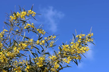 Güzel kır çiçekleri fotoğrafı. İsrail 'de bahar mevsimi. 