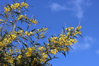 Sarı çiçekler açan ağaçlar, yakın plan fotoğraf. Arka planda mavi bir gökyüzü. Akasya çiçek dokusu. Bahar mevsimi. 