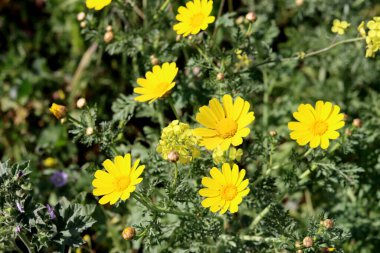 Güzel kır çiçekleri fotoğrafı. İsrail 'de bahar mevsimi. 