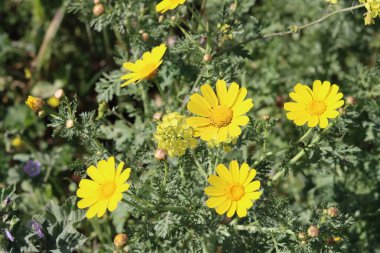 Vahşi çiçekler fotoğrafı kapatır. İsrail 'in bahar çiçekleri. Parkta güneşli güzel bir gün. Orta Doğu 'nun bitkileri ve çiçekleri. 