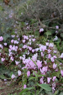 Vahşi çiçekler fotoğrafı kapatır. İsrail 'in bahar çiçekleri. Parkta güneşli güzel bir gün. Orta Doğu 'nun bitkileri ve çiçekleri. 
