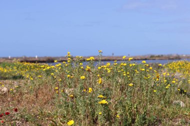 Vahşi bahar çiçekleri yakın çekim fotoğrafı. Şefkat kavramı. 