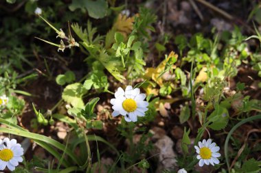 Vahşi çiçekler fotoğrafı kapatır. İsrail 'in bahar çiçekleri. Parkta güneşli güzel bir gün. Orta Doğu 'nun bitkileri ve çiçekleri. 
