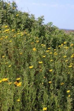 Bir tarlada bir sürü küçük sarı çiçek. Bahar çiçekleri kapanıyor. Orta Doğu 'nun Doğası. 