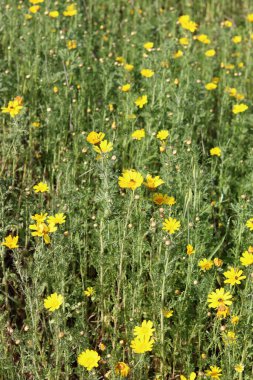 Bir tarlada bir sürü küçük sarı çiçek. Bahar çiçekleri kapanıyor. Orta Doğu 'nun Doğası. 