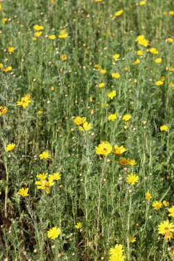 Bir tarlada bir sürü küçük sarı çiçek. Bahar çiçekleri kapanıyor. Orta Doğu 'nun Doğası. 