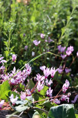 Vahşi çiçekler fotoğrafı kapatır. İsrail 'in bahar çiçekleri. Parkta güneşli güzel bir gün. Orta Doğu 'nun bitkileri ve çiçekleri. 