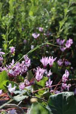Vahşi çiçekler fotoğrafı kapatır. İsrail 'in bahar çiçekleri. Parkta güneşli güzel bir gün. Orta Doğu 'nun bitkileri ve çiçekleri. 