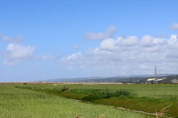 緑のフィールドは 青い曇りの空 静かな田舎の風景 イスラエルの風景 — ストック写真