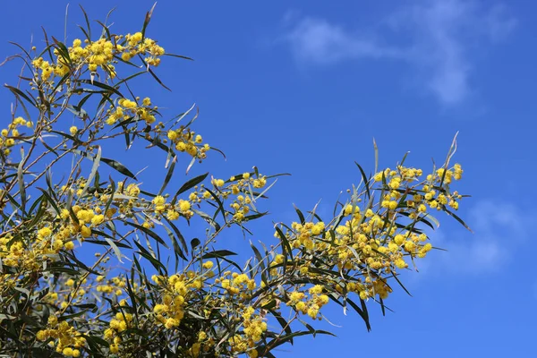 Żółte Kwitnące Drzewa Zamykają Zdjęcia Błękitne Niebo Tle Acacia Kwiaty — Zdjęcie stockowe