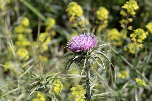 stock image Wild spring flowers close up photo. Tenderness concept. 