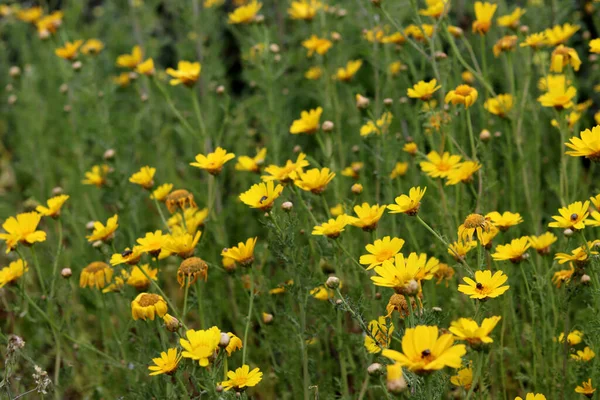 stock image Beautiful wild flowers photo. Spring season in Israel. 