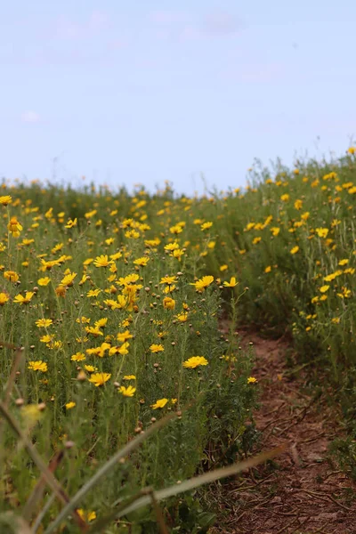 Ścieżka Polu Pełnym Żółtych Kwiatów Wiosna Izraelu — Zdjęcie stockowe