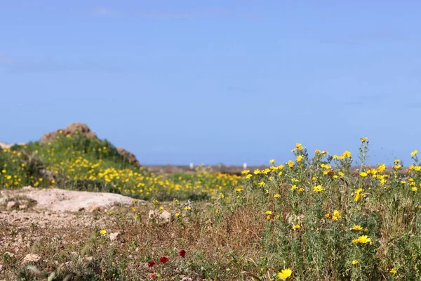 山上的春花 以色列的植物和花卉 户外阳光灿烂 — 图库照片