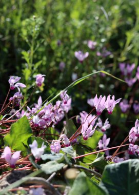 Siklamen çiçekleri fotoğrafı kapatır. İsrail 'in yabani çiçekleri. Bahar mevsimi. 